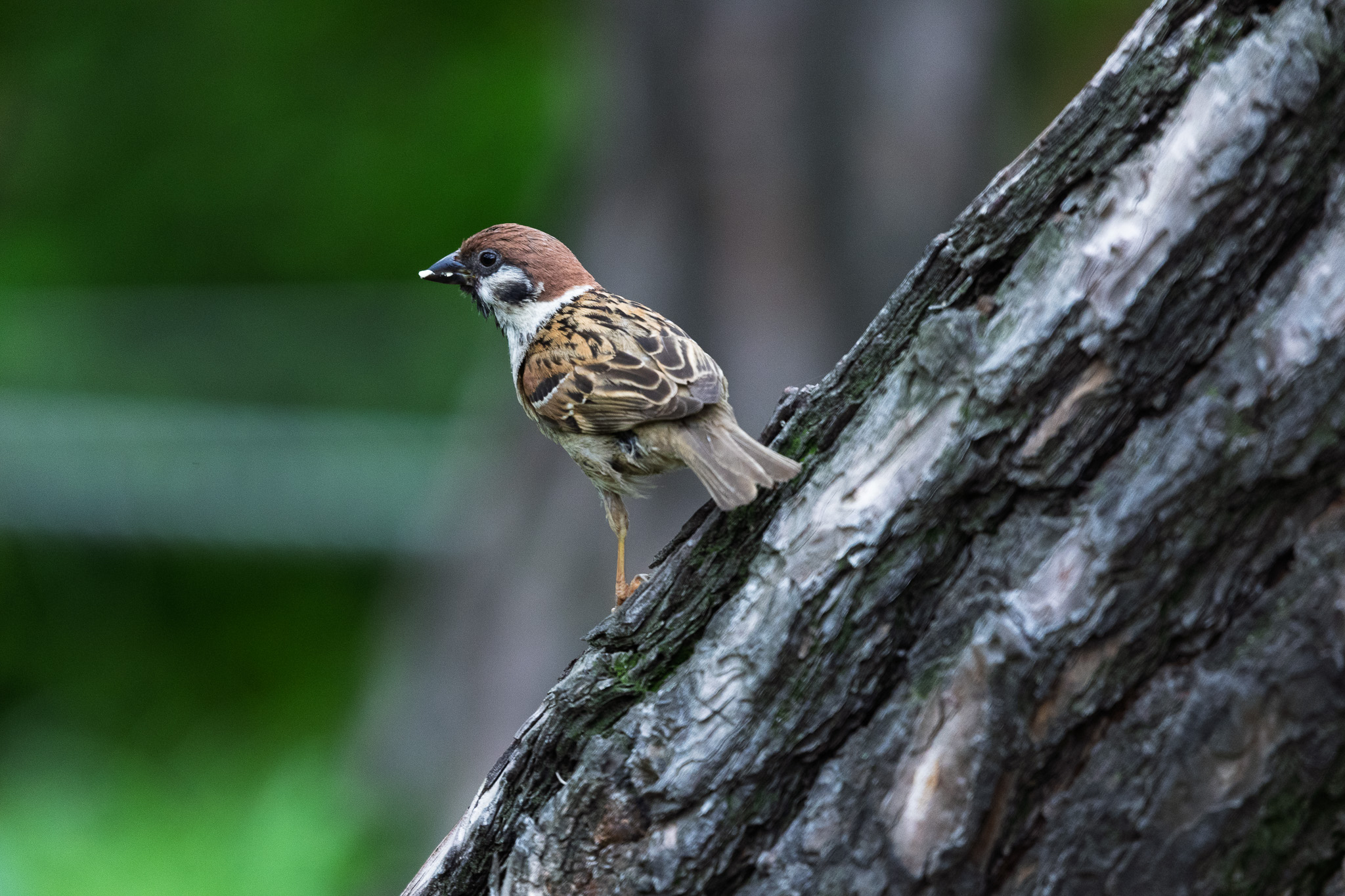 Canon EOS R8, RF100mm f2.8 L is usm